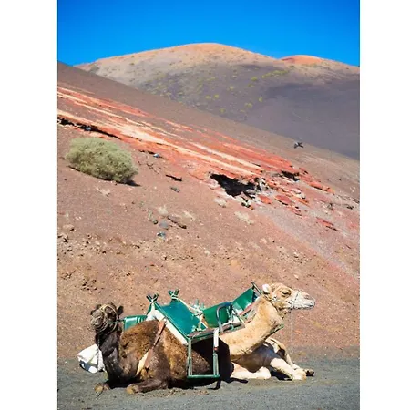 Alegranza Пуэрто дель Кармен